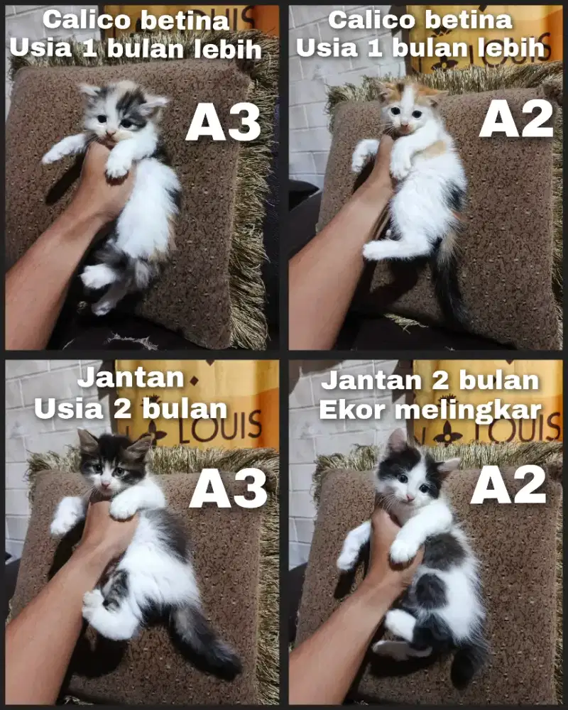Kitten Persia murce ajahhh