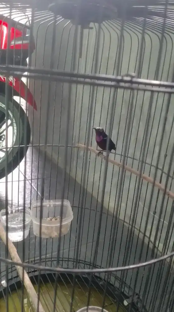 Konin mapan gacor ful isiian ful metalik jinak fulset siap naikgantang