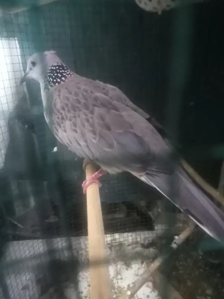 Tekukur kuk 4 paten vidio wa harian rajin aja