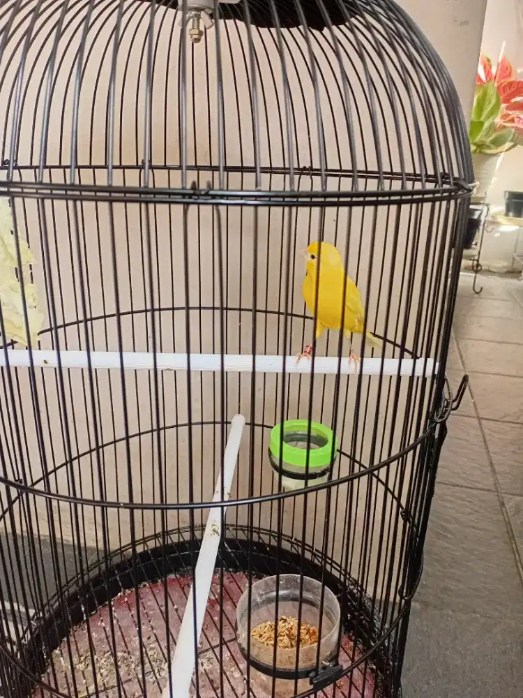 Kenari siapan nota betina