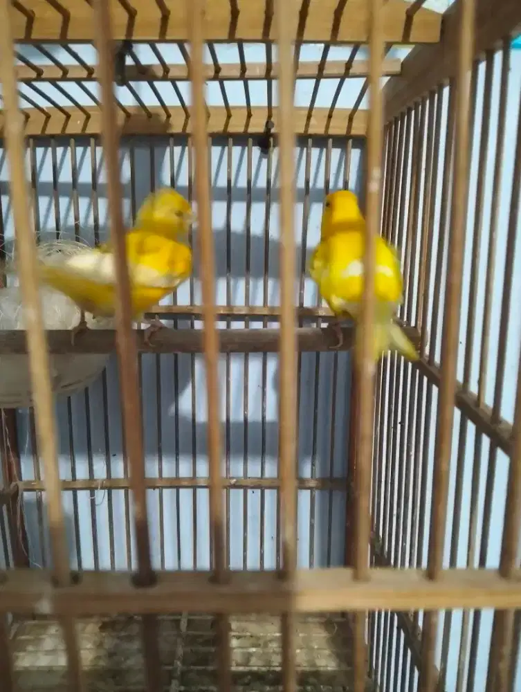 Dijual sepasang kenari siap bertelur