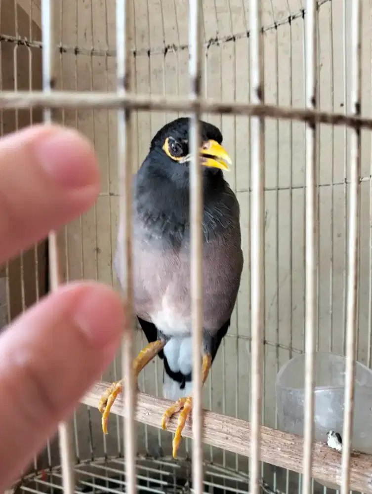 Jalak Nias Jinak Rajin Bunyi - Jantan