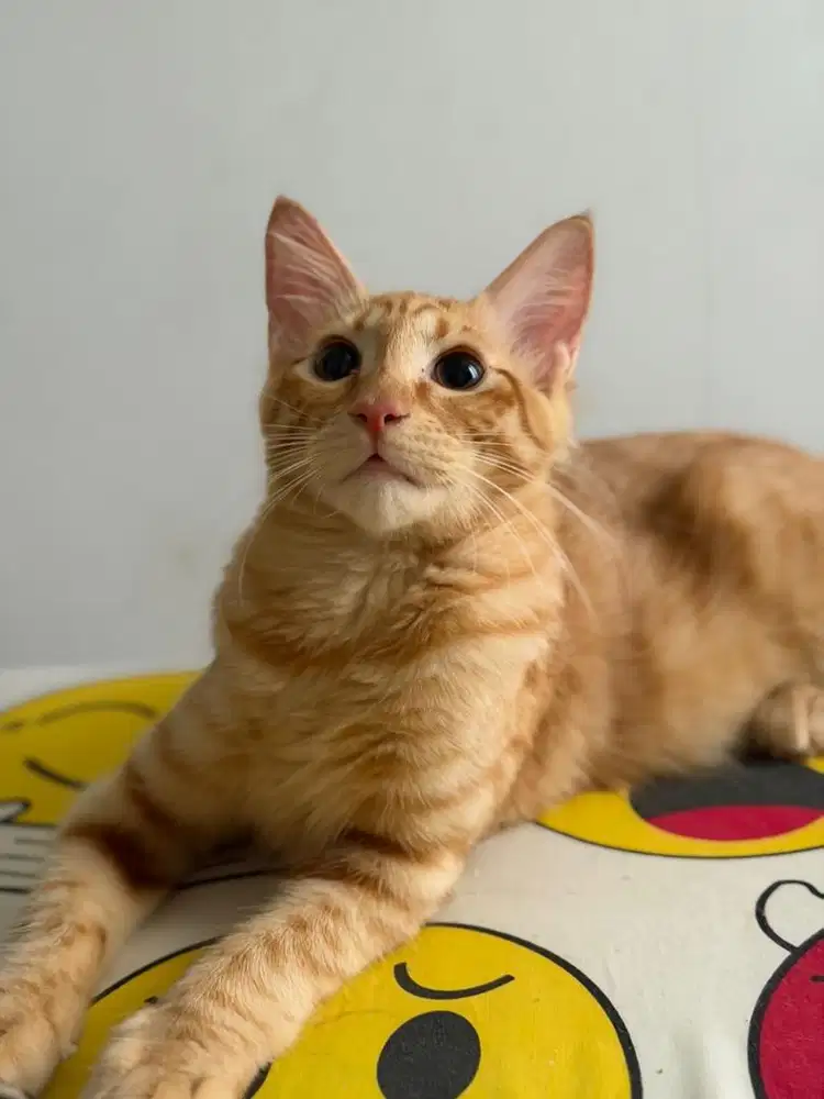 Open Adopsi Harimau Kecil