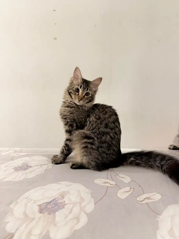 Open Adopsi Black Mamba