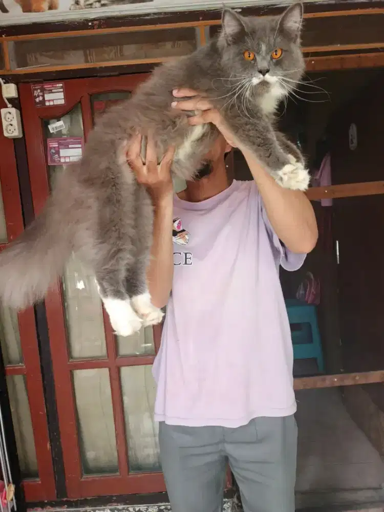 Kucing Norwegian jantan 9 bulan