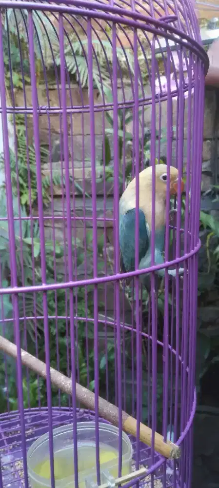 Lovebird love bird PB Blue