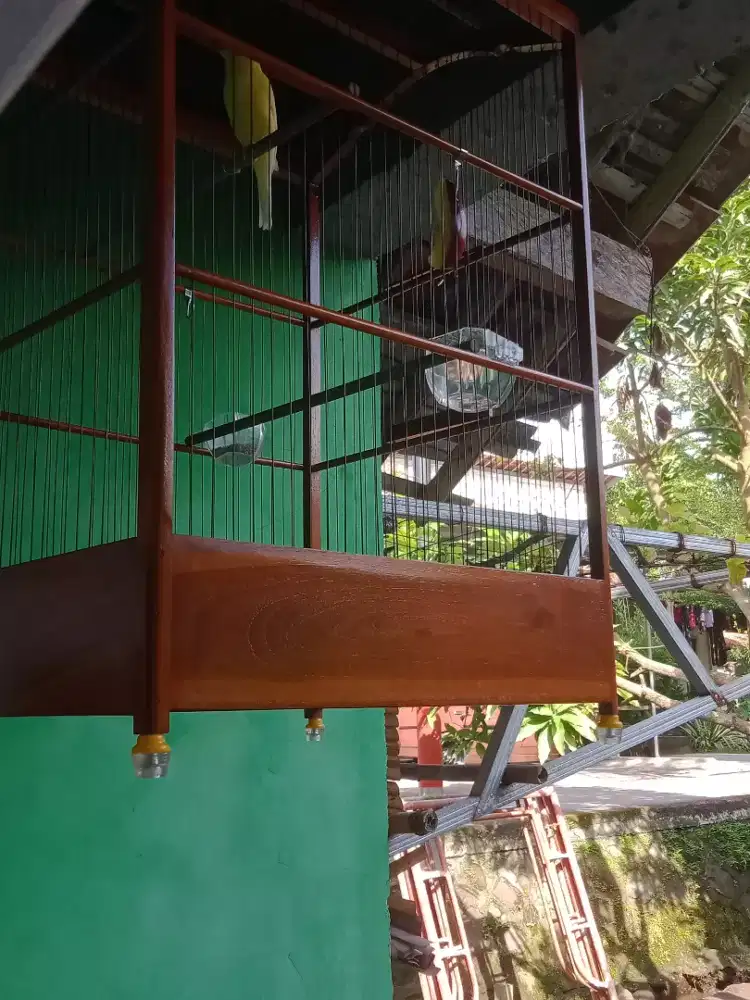 Kenari trah bb bungkuk melengkung