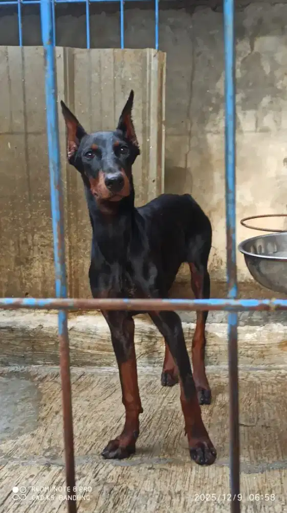 DOBERMANN BETINA