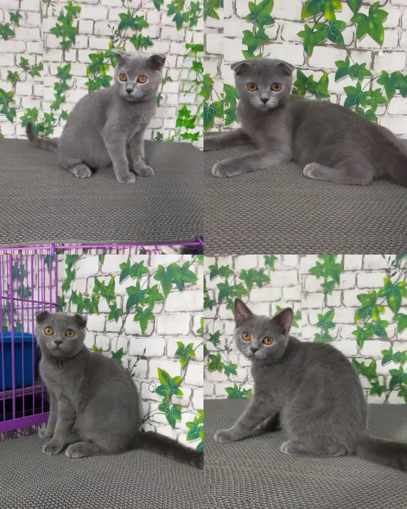 Kucing scotish fold betina dan jantan