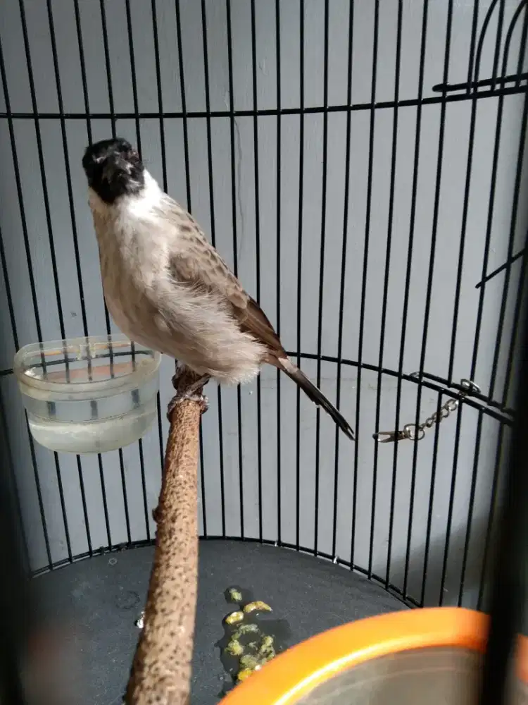 Kutilang gacor mapan