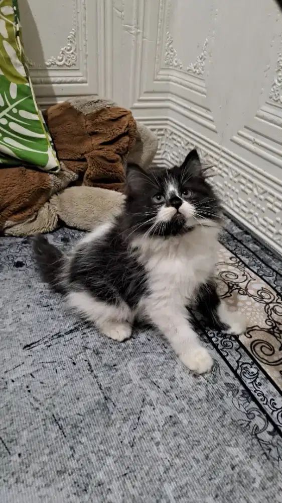 Anak kucing anggora/kitten persia jantan/kucing persia jantan