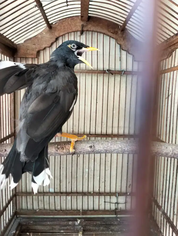 Jalak Hybrid Boni Muda - Jantan