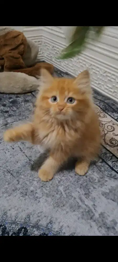 Anak kucing anggora/kitten persia jantan /kucing persia jantan
