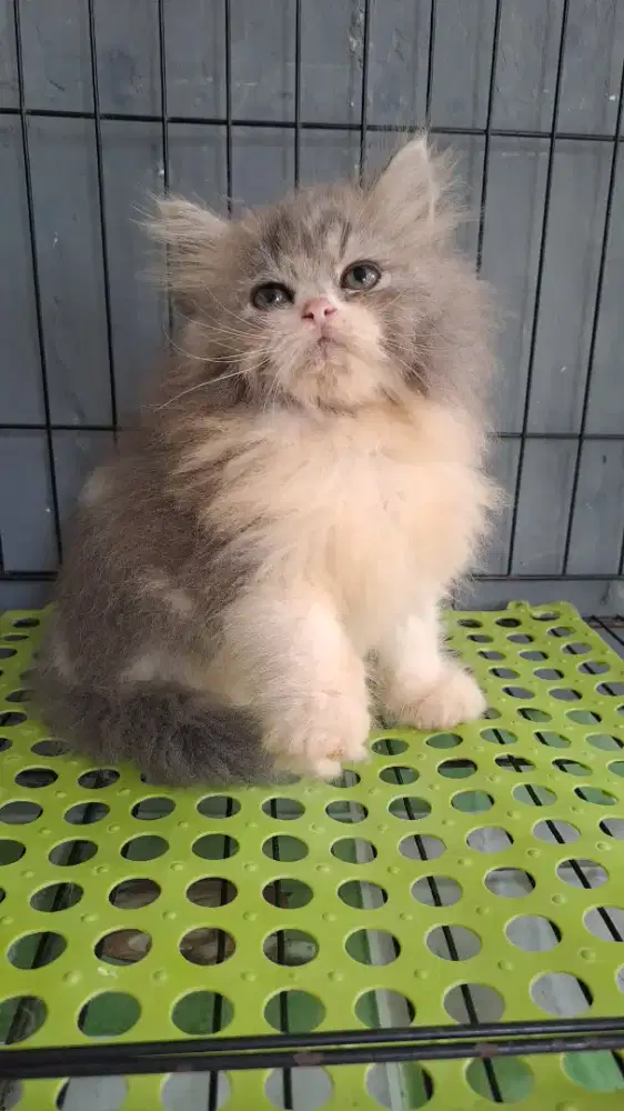 Anak kucing anggora/kitten persia betina/kucing persia betina