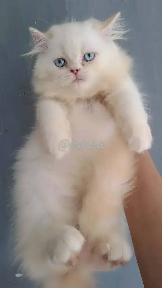 Anak kucing anggora/kitten flatnose betina/kucing persia betina