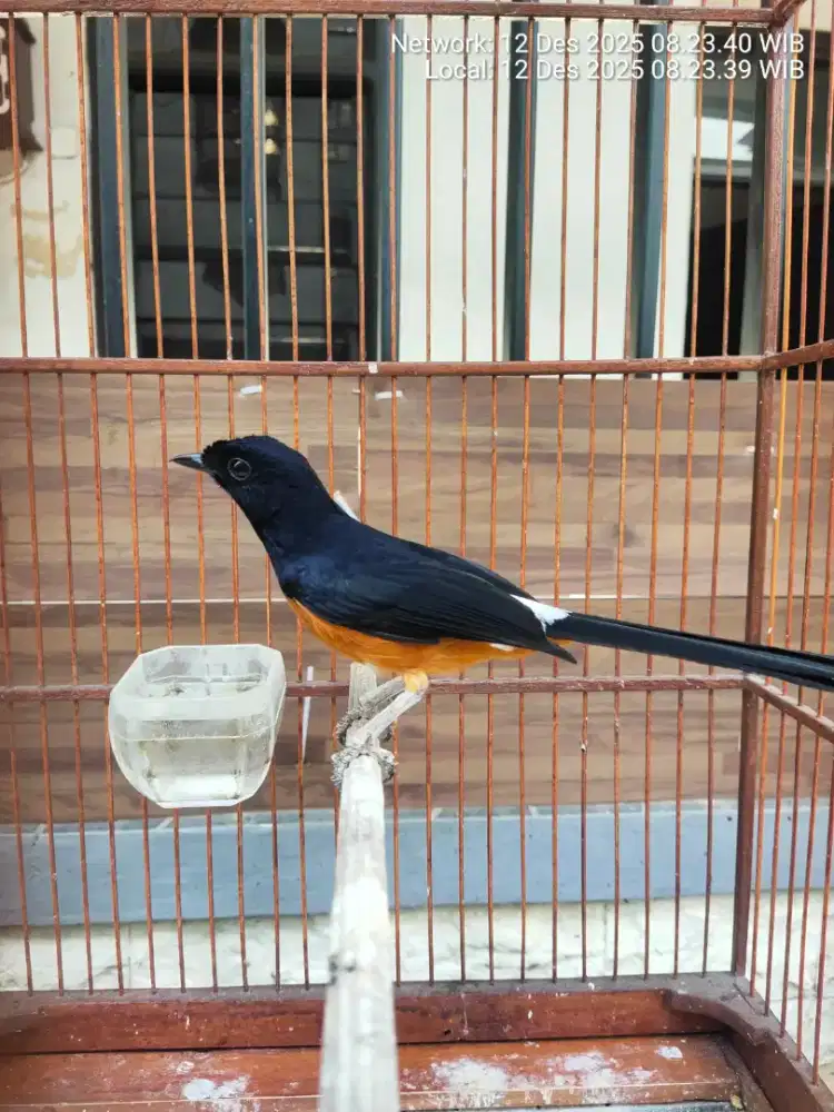 Burung murai batu,bordan gacor tt/bt ocean lain g papa