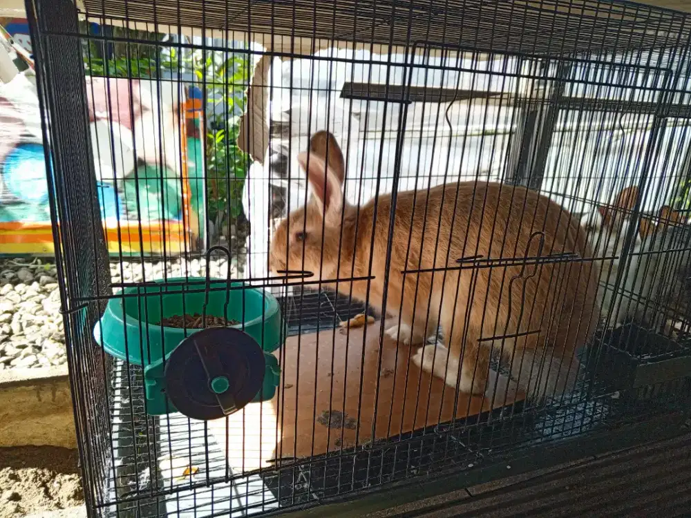 KELINCI PEJANTAN TANGGUH SEHAT TERAWAT