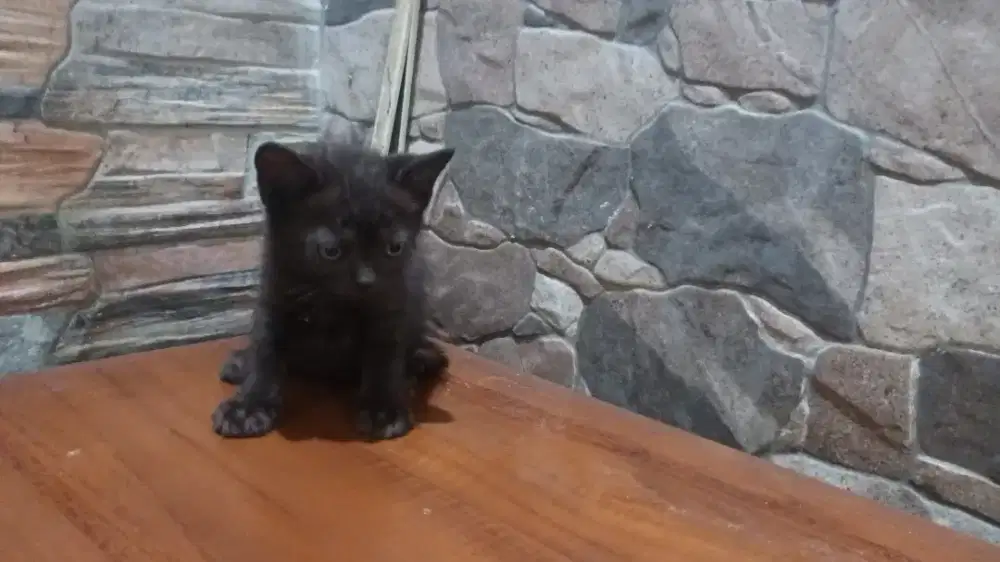 Munchkin bsh NS jantan