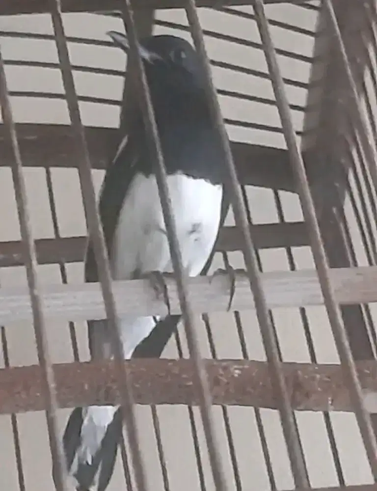 Kacer Mulus no minus