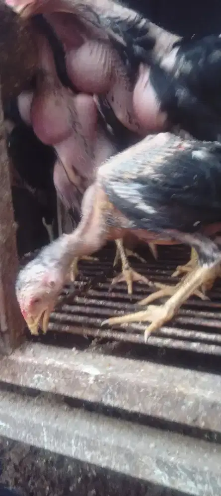 Anakan bangkok khoyngon