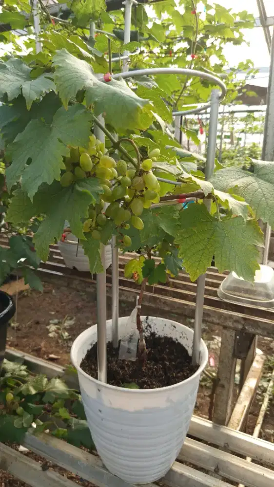 Tabulampot Anggur Impor Sedang Berbuah