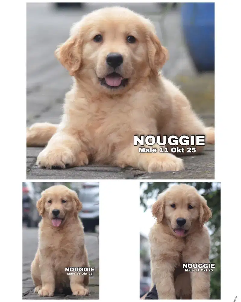 Golden retriever puppy stambum