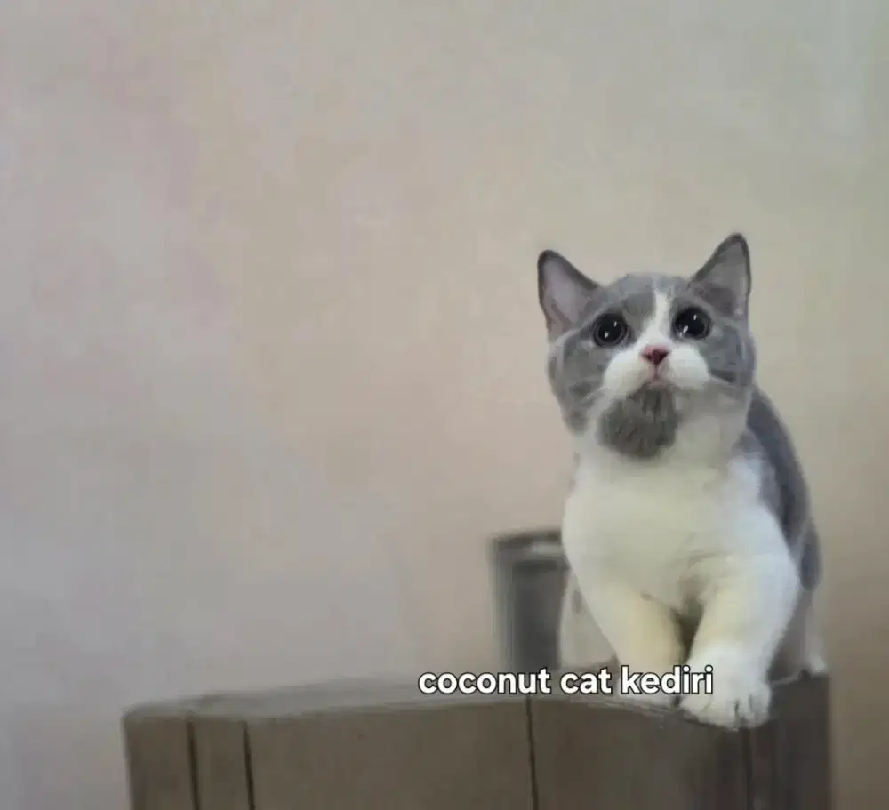 Kucing Munchkin BSH parent impor/british/scottish