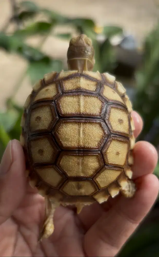 Sulcata warna cerah cantik