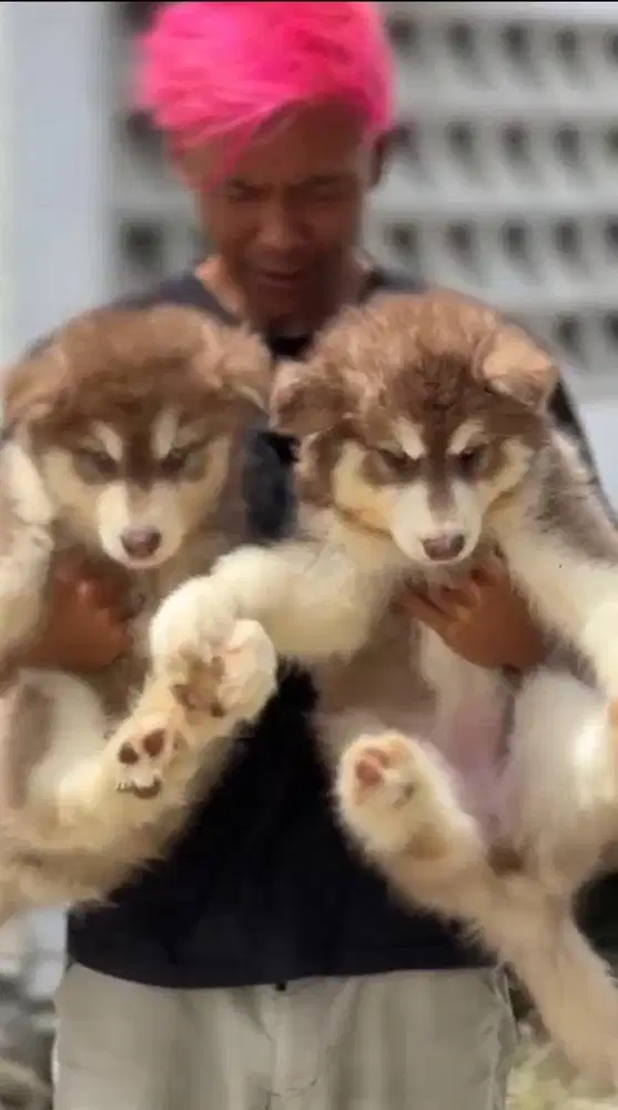 Alaskan malamute puppy jantan & betina stambum