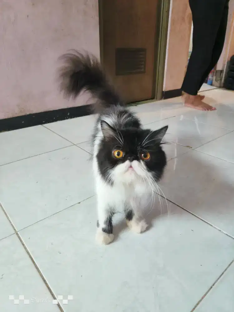 Kucing Persia Peaknose