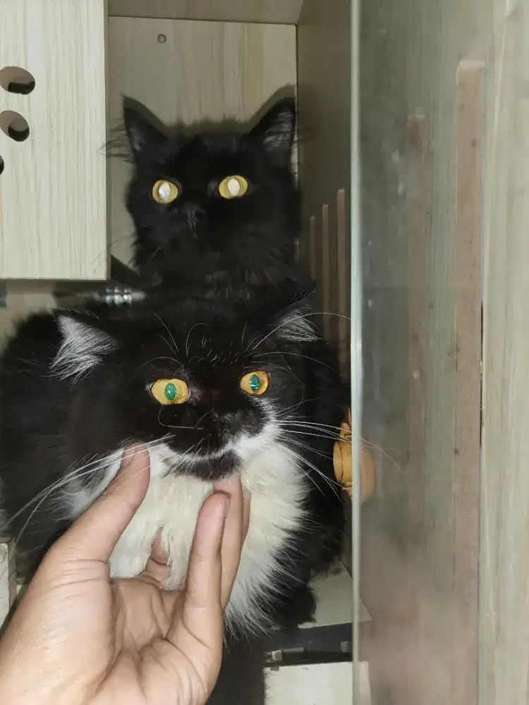 Kucing persia anak kucing