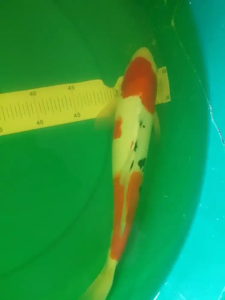 Ikan koi jenis Sanke 42cm jantan