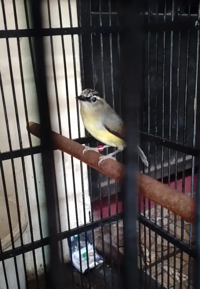 BURUNG OPYOR JAMBUL JANTAN+KANDANG