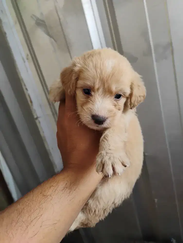 Puppy poodle betina jantan