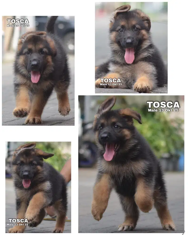 German sheperd herder puppy