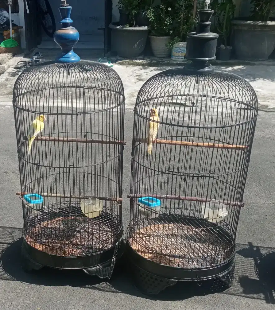 Siap ganti pemilik kenari lokal