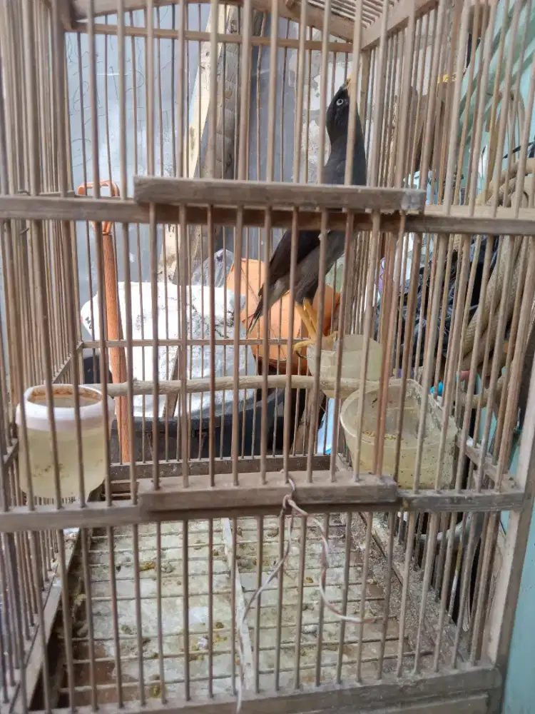 Burung jalak kebo mata putih remaja