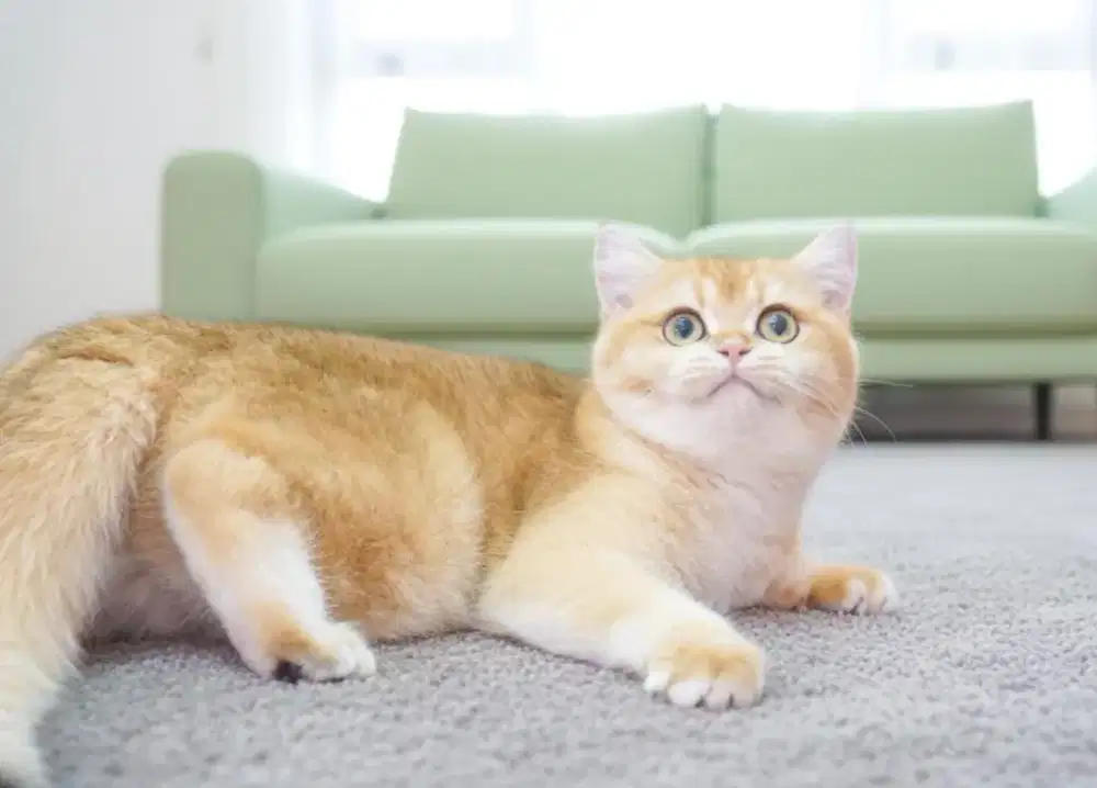 Kucing British Shorthair Golden