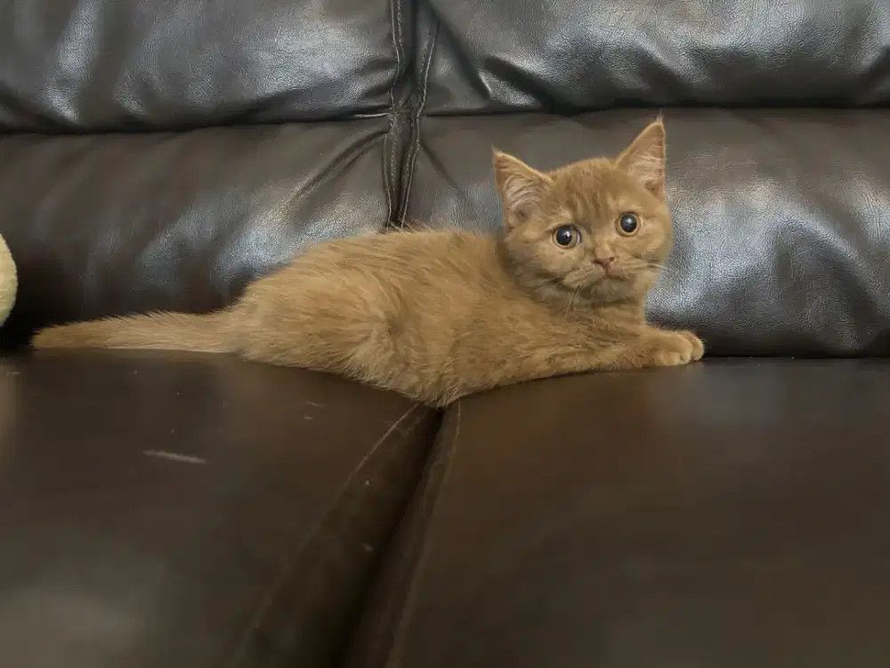 Kucing British Shorthair Cinnamom