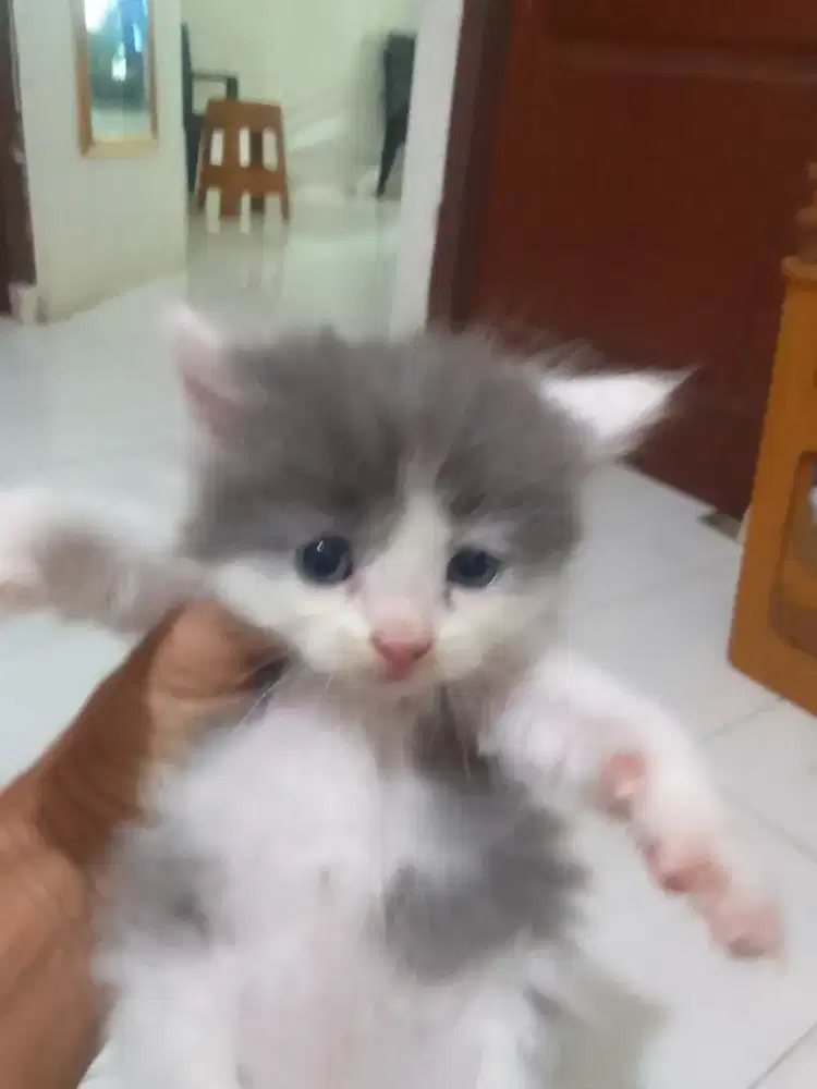 Persia betina umur 3 bln