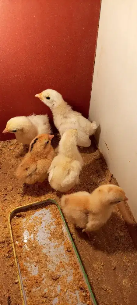 Ayam Kate( pitik)harga satuan