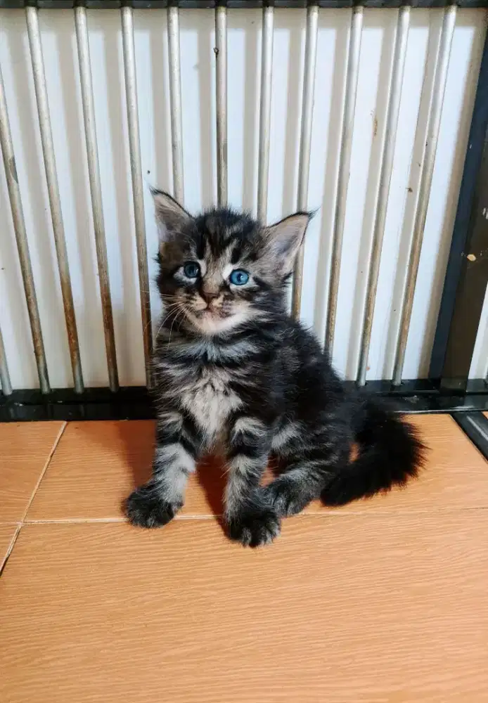 Kitten Mainecoon Betina Pure no mix. Induk ped Cfa Maine Coon