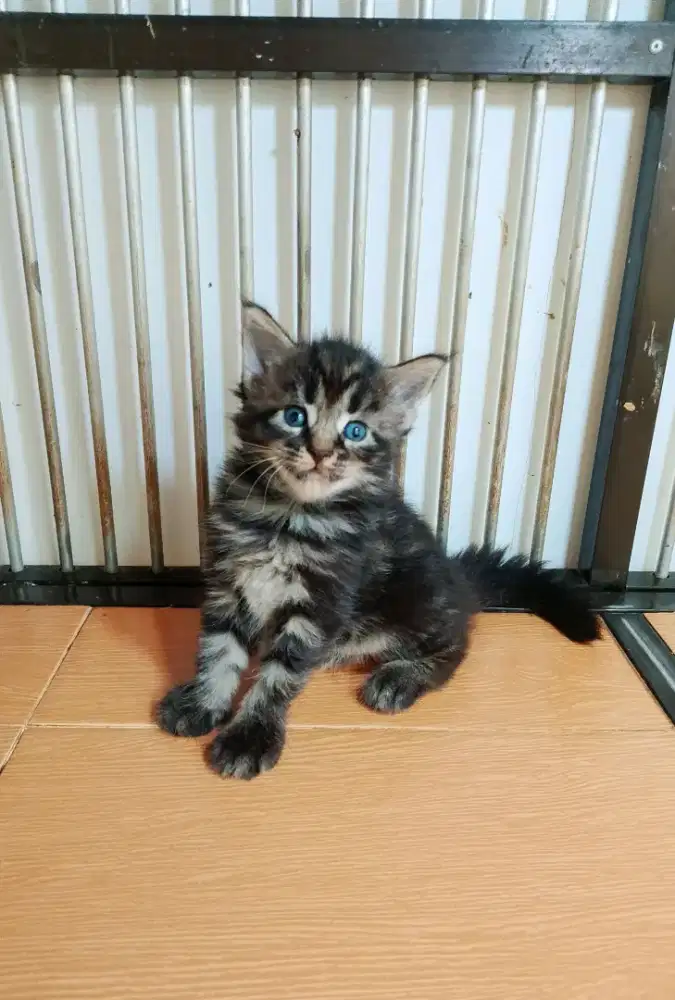 Kitten Mainecoon Betina Pure No mix. Induk ped Cfa Maine Coon