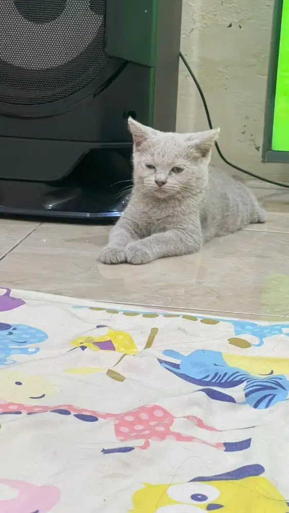 Jual kucing kitten british shorthair bsh