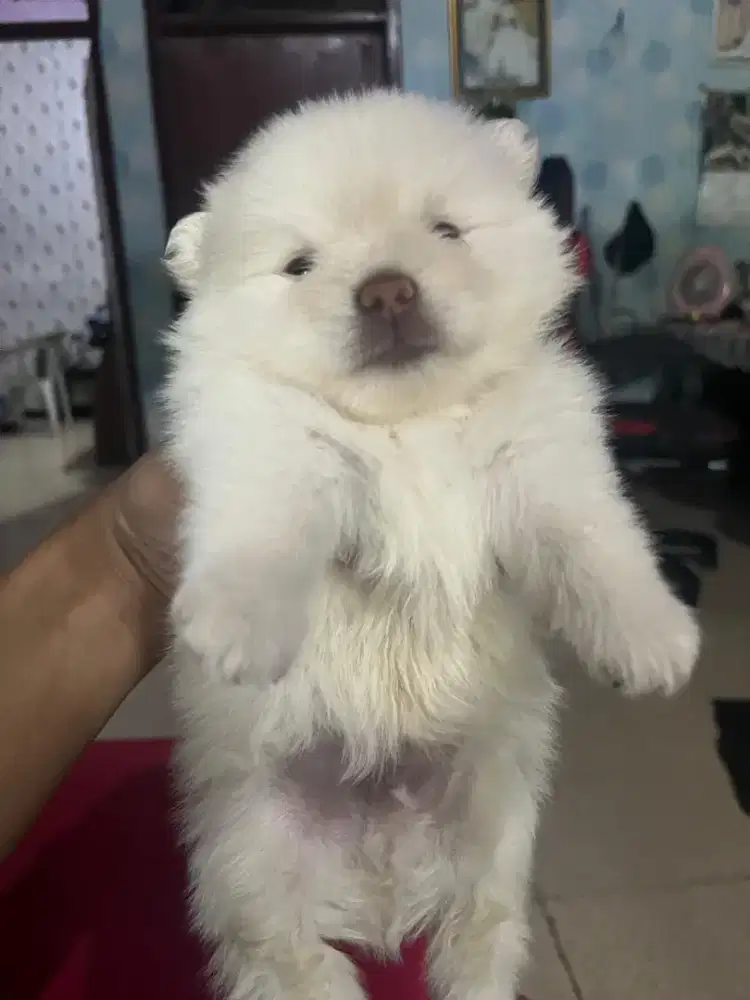 Dijual Puppies Minipom mix Chihuahua