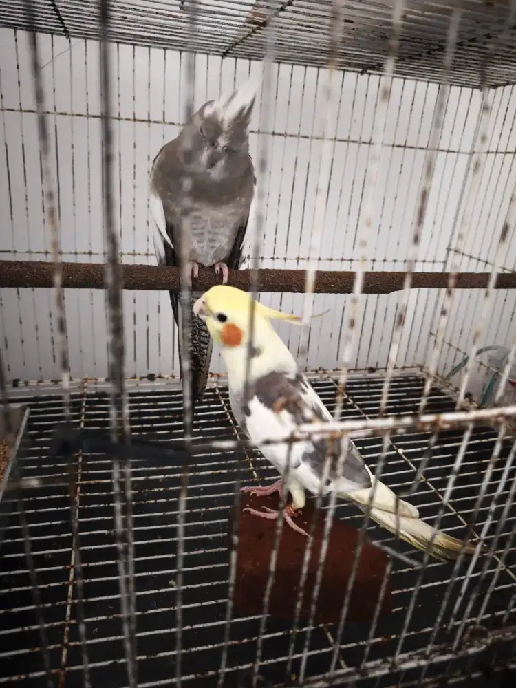 Falk / Parkit Australia / Cockatiel
