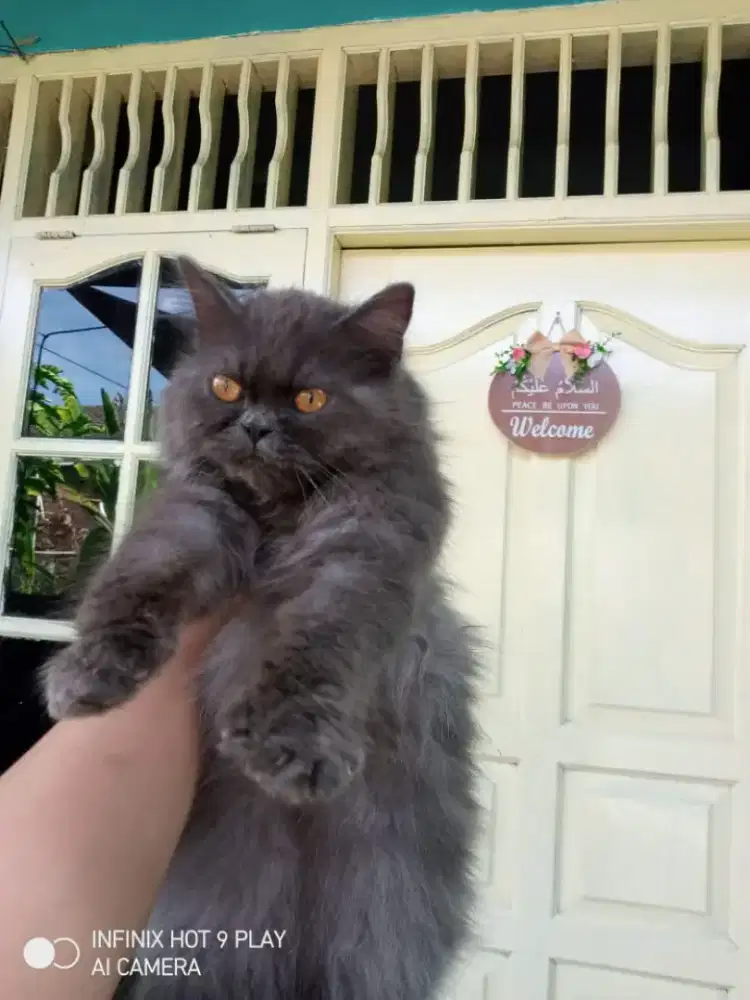Lepas adopsi Persia jantan 5 bulan