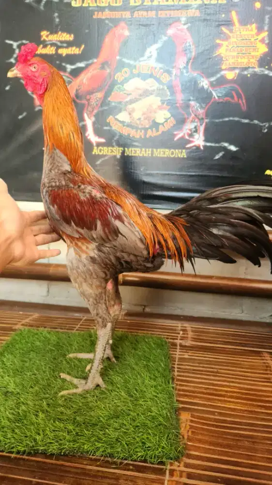 Ayam bangkok mangon super mewah kondisi siapan