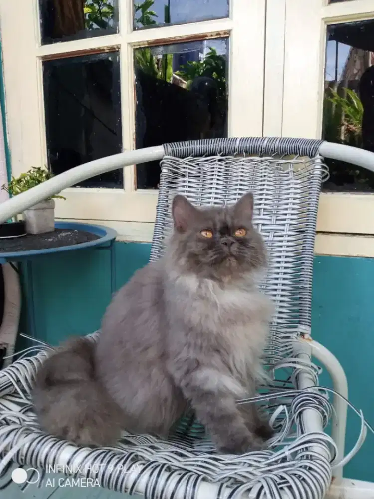 Lepas adopsi Persia 5 bulan