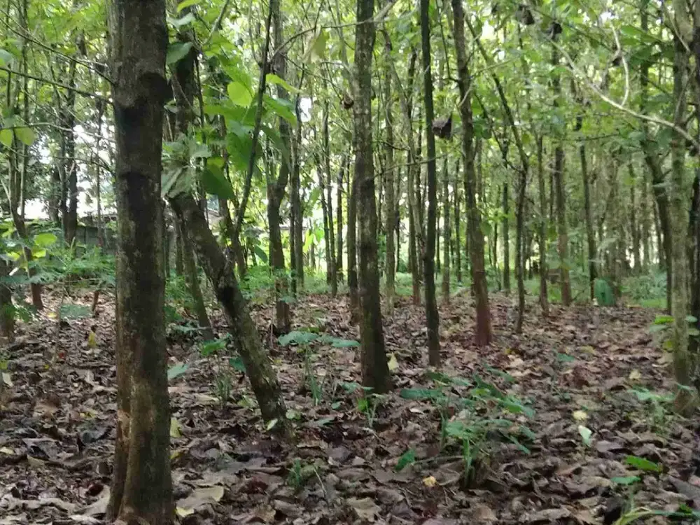 TANAH PADAT RATA DI CURUG TANGERANG
